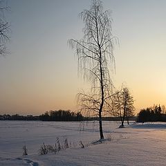 photo "Low sun of January (3)"