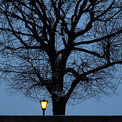 photo "Lantern and tree"