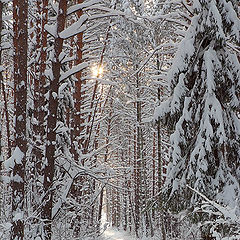 photo "A pine forest. January"