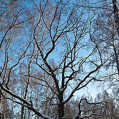 фото "Старожил"