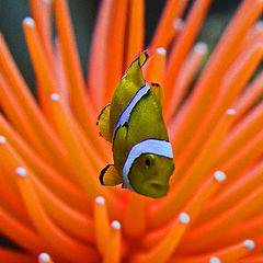 photo "Clowning Around"