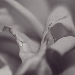 photo "Yes...yes"