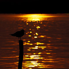 фото "sunset bird"