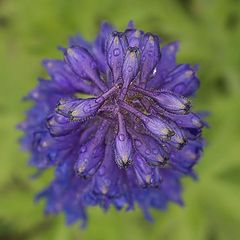 фото "Delphinium"