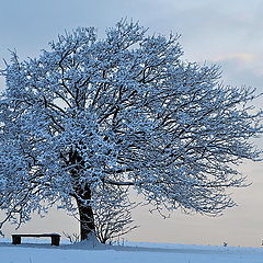 photo "tree"