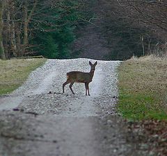 фото "Spotted !"