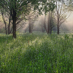 photo "early summer morning"