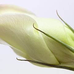 фото "Lisianthus"