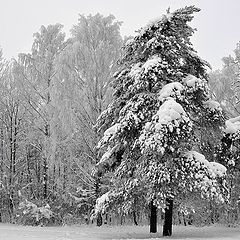 фото "Зимняя"