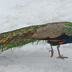 photo "Frostresistant peacock"