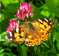 photo "Butterfly"