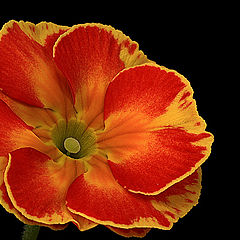 фото "primula"