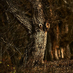 photo "Dark Forest"