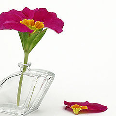 фото "broken primula"