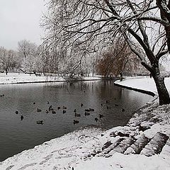 фото "Первый снег 2"