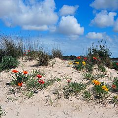 photo "Spring  Dunes"