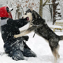 фото "Siberian Husky - Без шуток!"