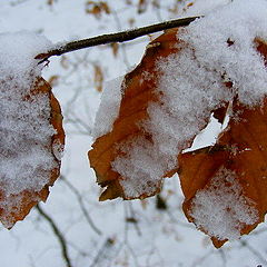 photo "Snow."