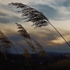 фото ""Wind""