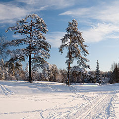 фото "Сосны"