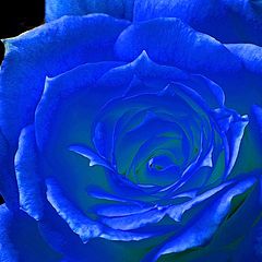 photo "Rosa Azul"