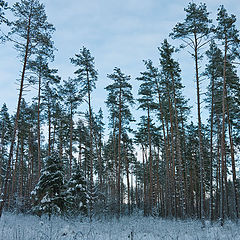 фото "В заснеженном лесу"