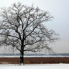 photo "winter"