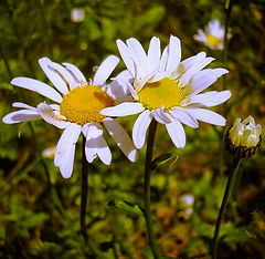 фото "Ромашки."