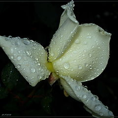 photo "September rose"