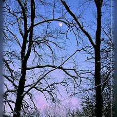 photo "The moon has got confused in branches"