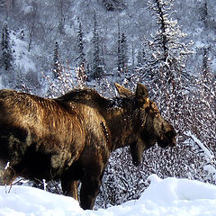 photo "Лось зимой"