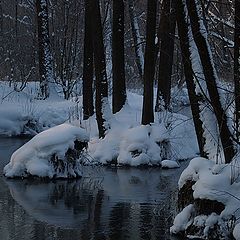 фото "Деревья в воде."