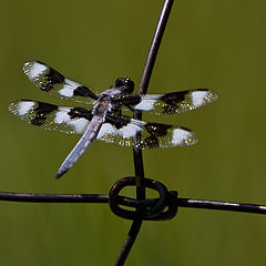 фото "knotty dragonfly"