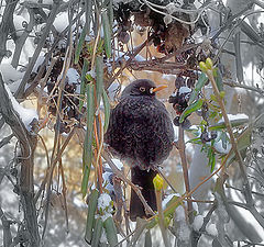 photo "Sygyrchyk (Ouzel)"