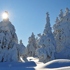 фото "snow and sun"