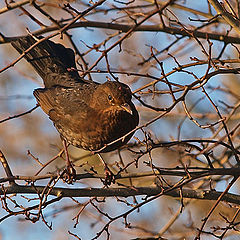 photo "On Guard"