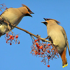 photo "Disagreement"