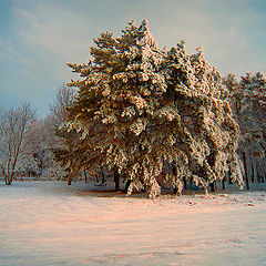 photo "In Winter Park"