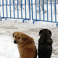 photo "Community pair"