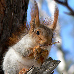 photo "squirrel cannibalism"