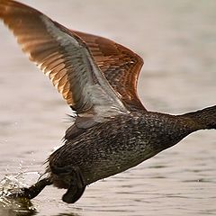 фото "podylimbus podiceps"