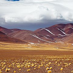 фото "Yellow Grasses, Brwon Mountains"