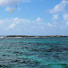 photo "seagull"