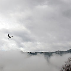 фото "Полёт над туманом"