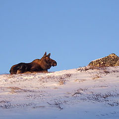 photo "Спокойствие"