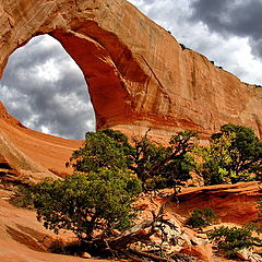 photo "Willson Arch"