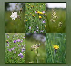 photo "Collage "Summer rug""