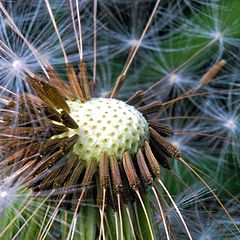 фото "Taraxacum officinale"