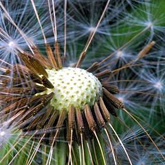 photo "Taraxacum officinale"