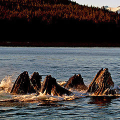 photo "Humpback Whales"